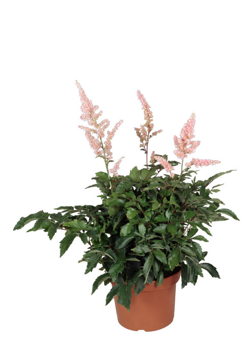Astilbe 17 cm potte